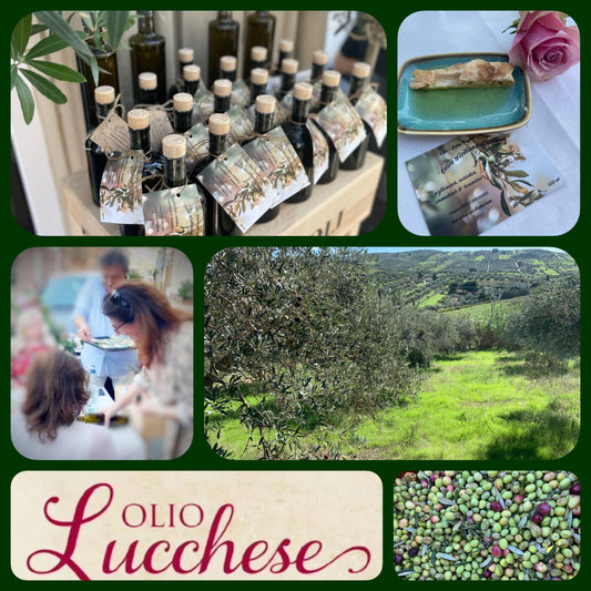 'Oliva Siciliana' L'Originale 'Lucchese'