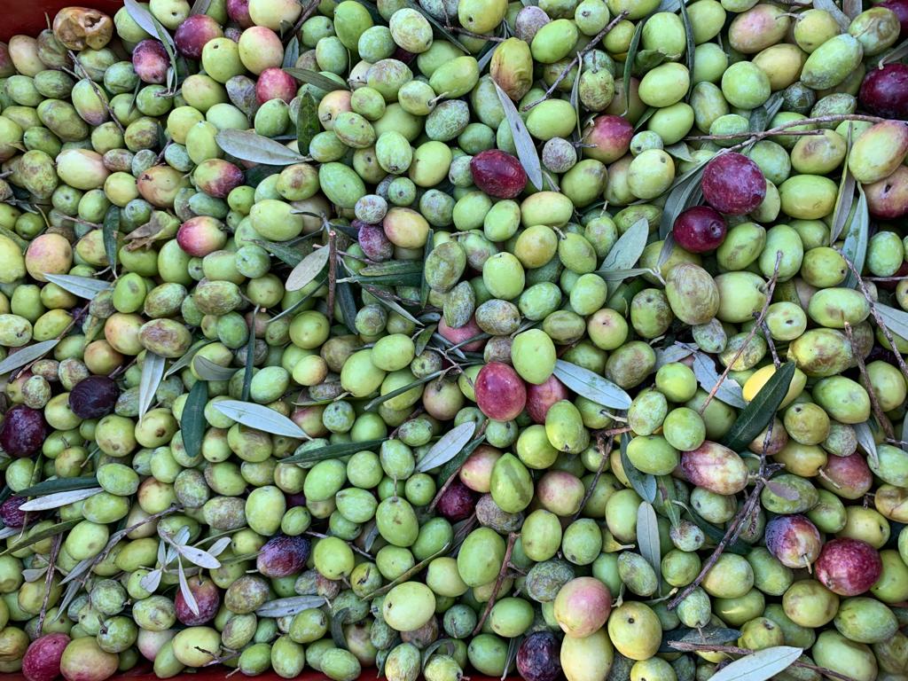 Viele Oliven