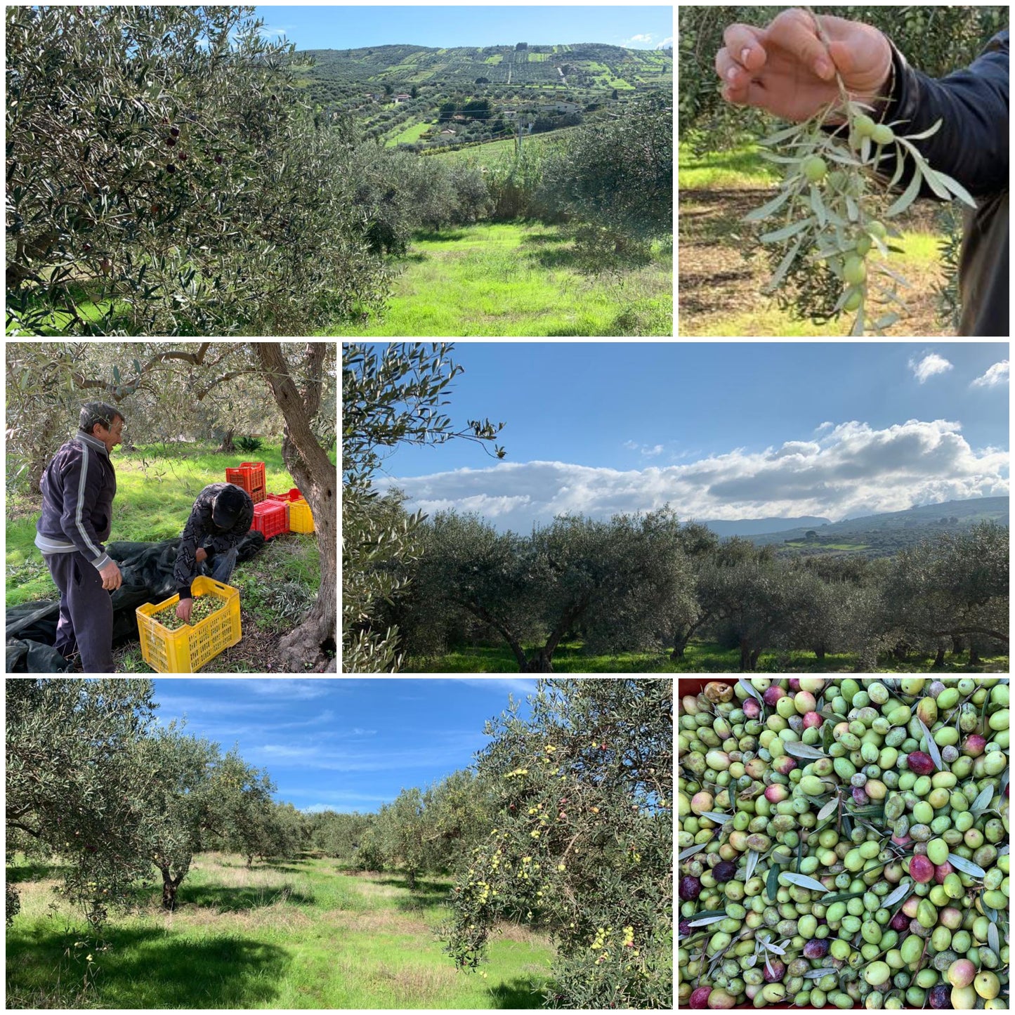 'Oliva Siciliana' L'Originale 'Lucchese'